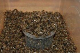 L'abeille a creusé pour augmenter la puissance