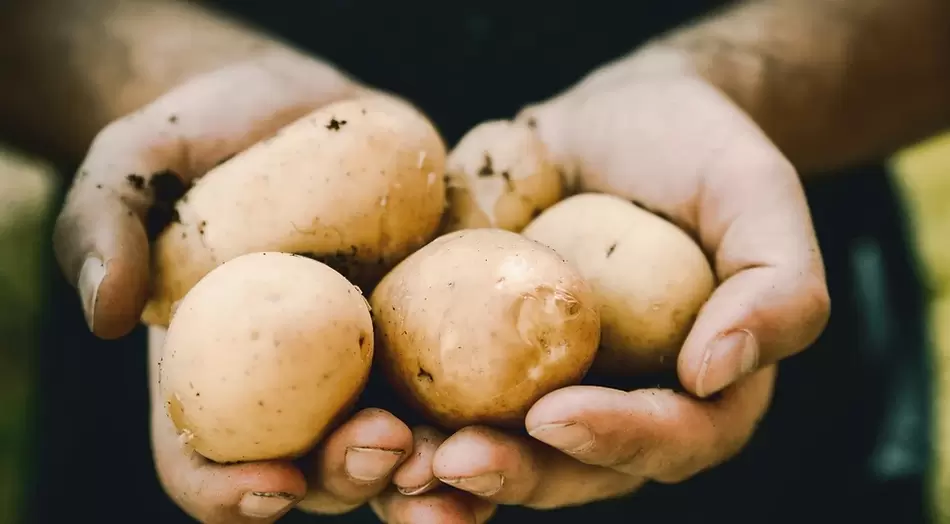 Des pommes de terre pour la puissance