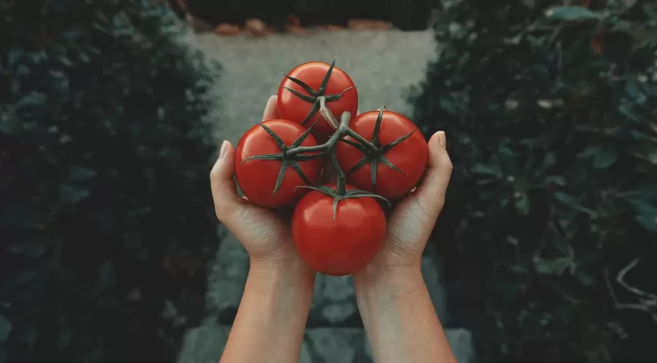 Tomates pour la puissance